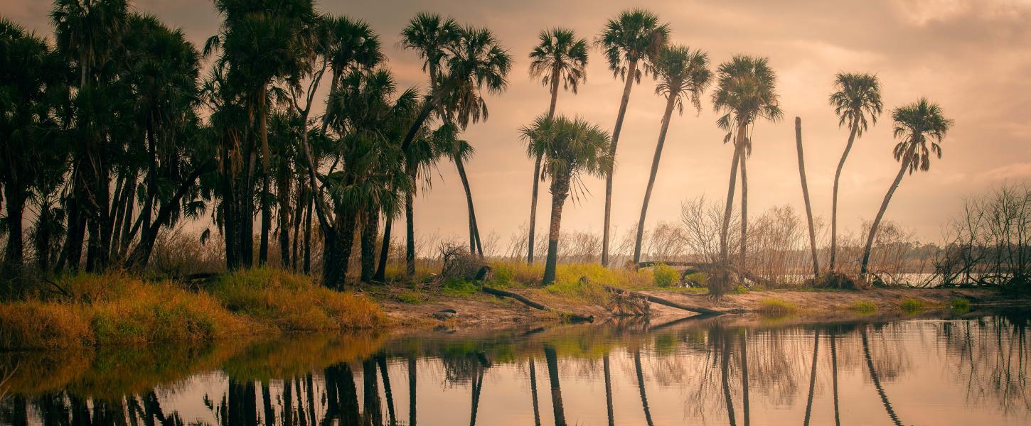 Alligator sunrise