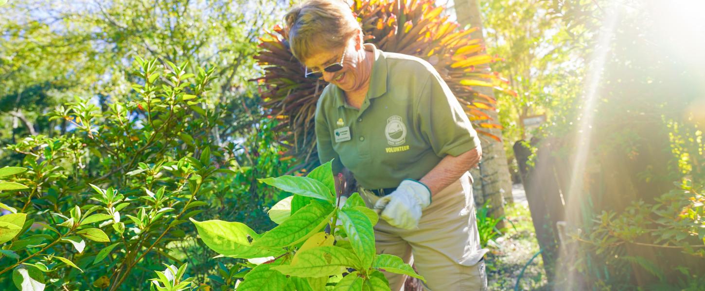 A volunteer handling a potted plant