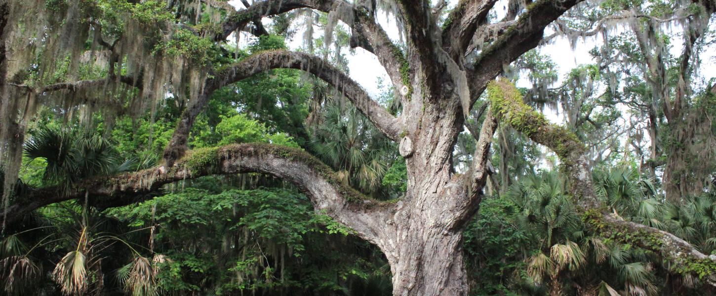 Fairchild Oak at Bulow Creek