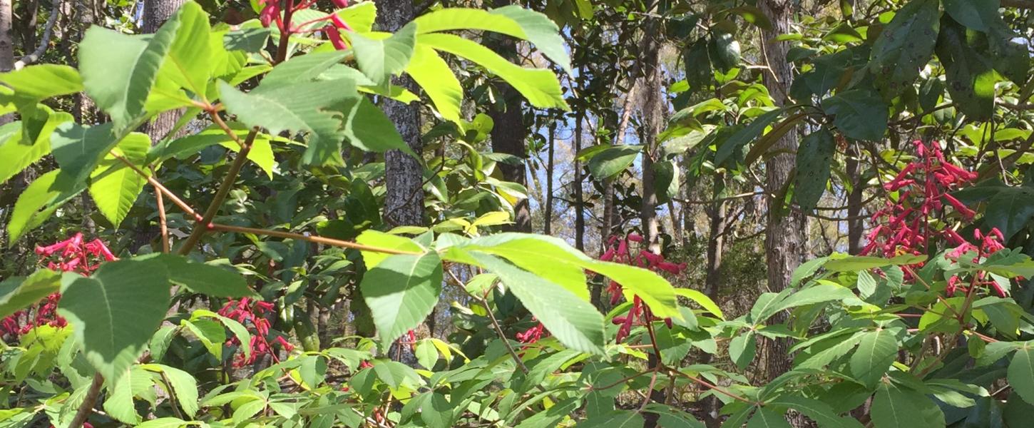 flowers, plants, walk, trail