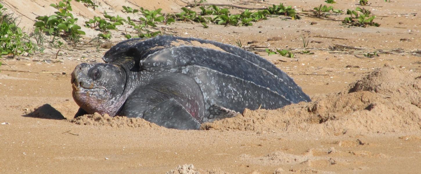 Leatherback sea turtle nesting on the beach.