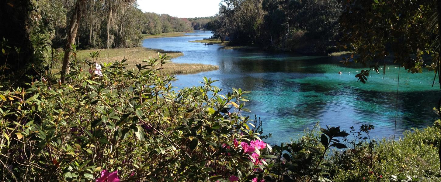 A view of the flowers, overlooking the springs