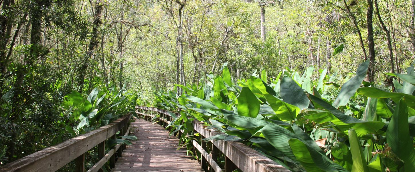 Boardwalk over water