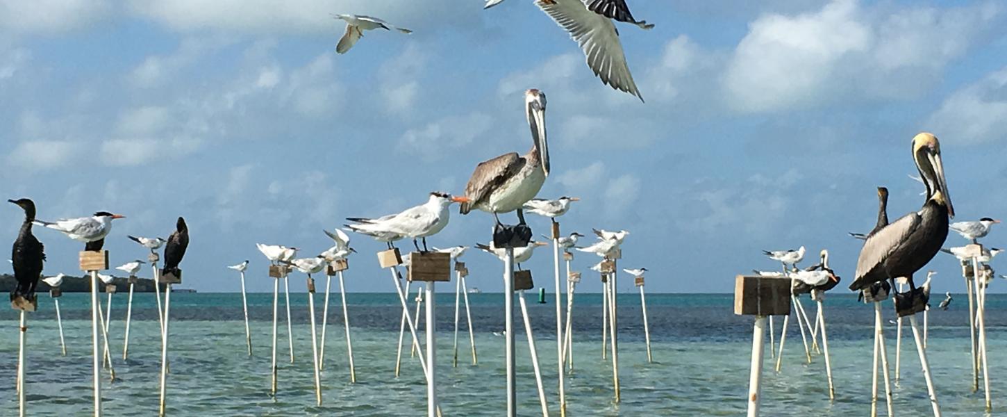 Variety of Birds using Bird Stakes