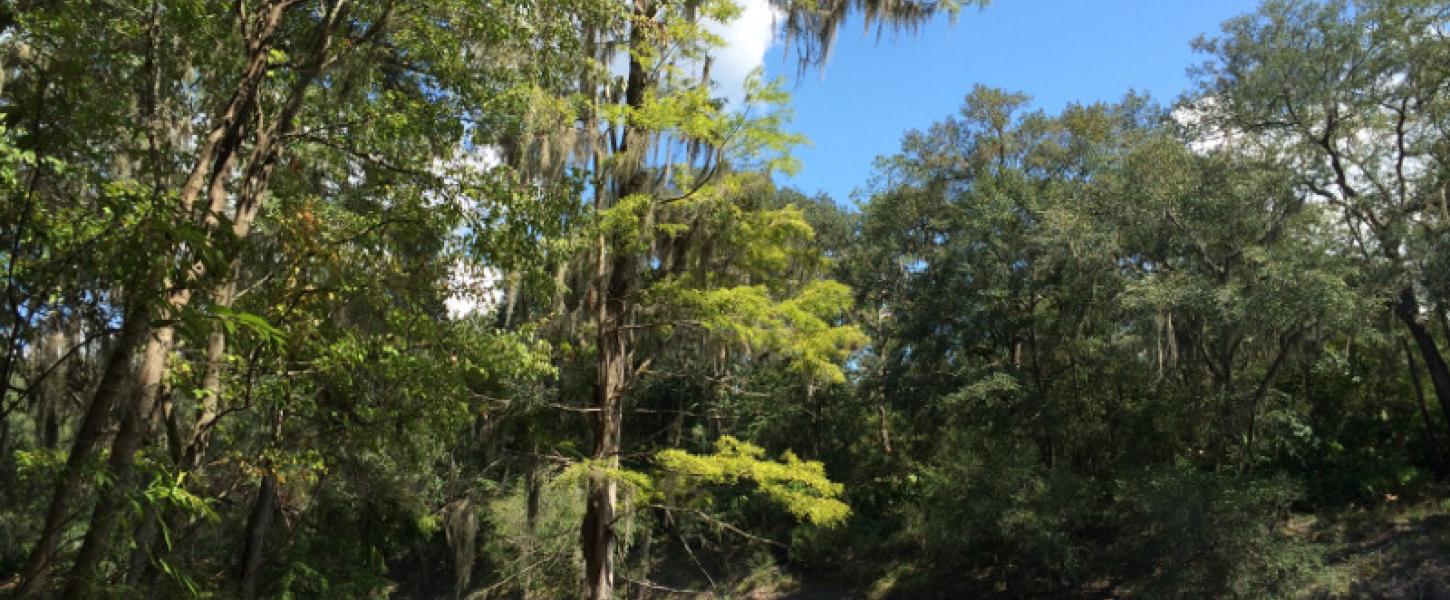 a dark river flows beneath green trees