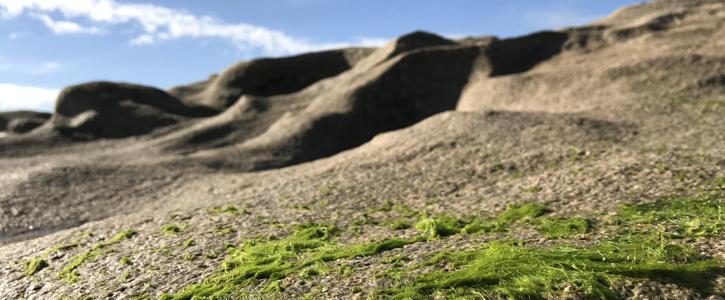 Coquina Rock with moss