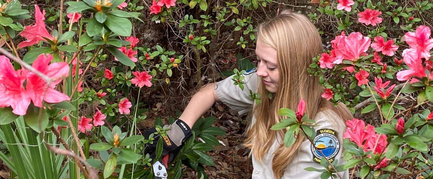 A ranger removed coral ardisia from the garden at Alfred B. Maclay Gardens State Park. The red berries are tell-tale signs of the invasive plant. The pink flowers are azaleas. 