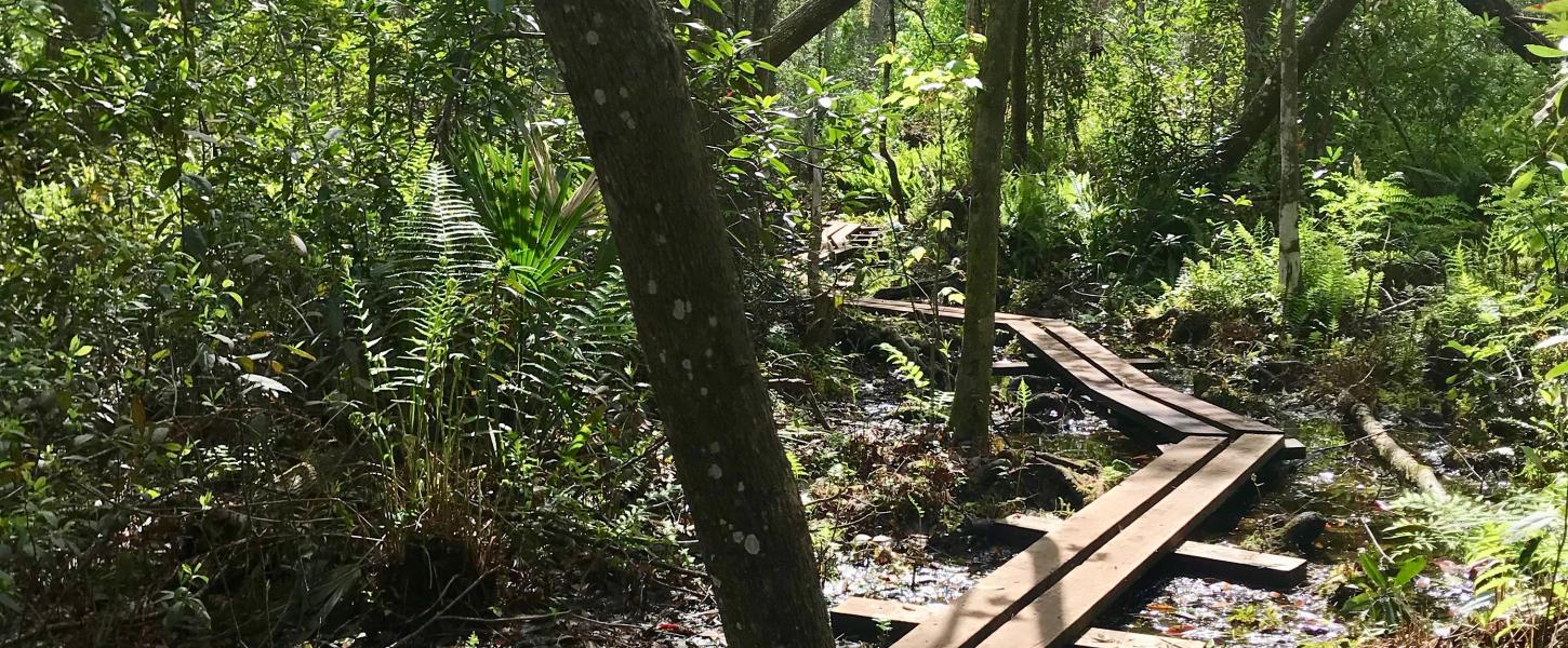 Wooden plank hiking trail through the swamp at Lake Griffin