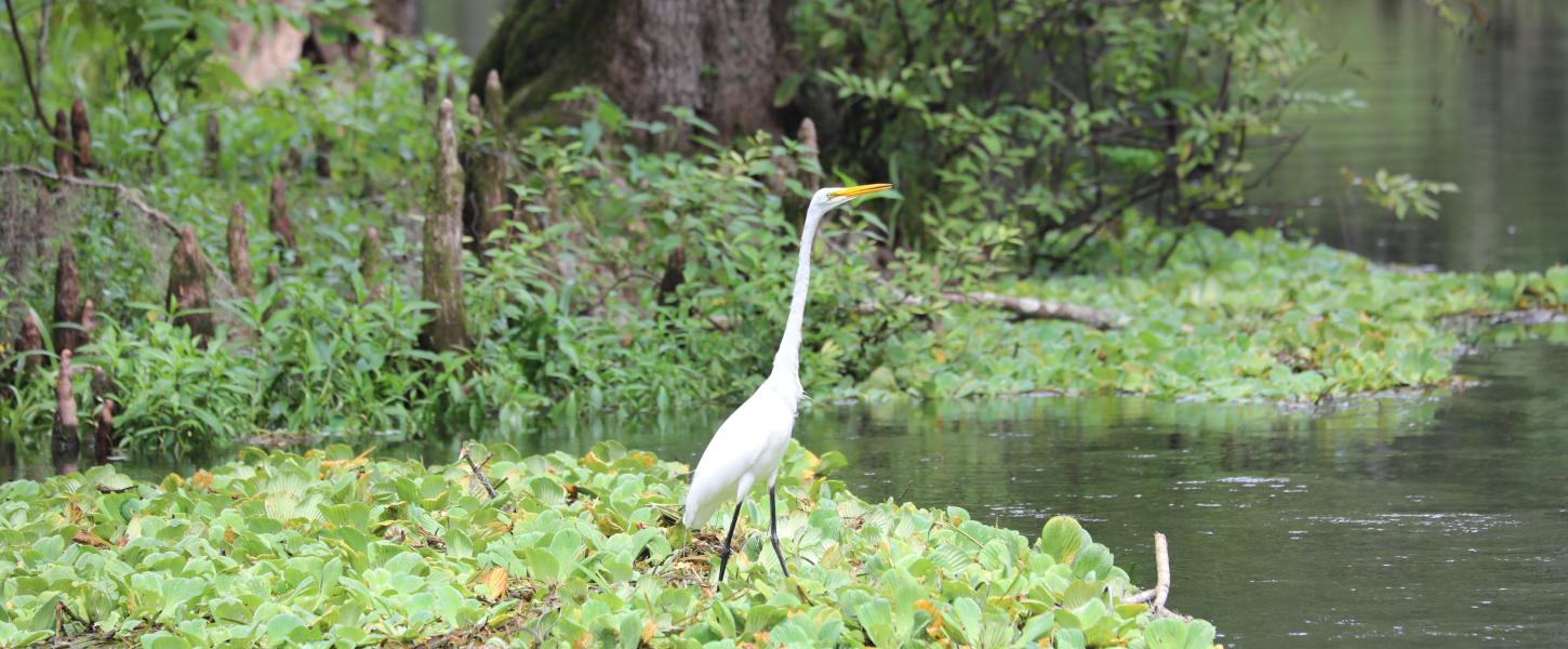 Ichetucknee Springs Wildlife