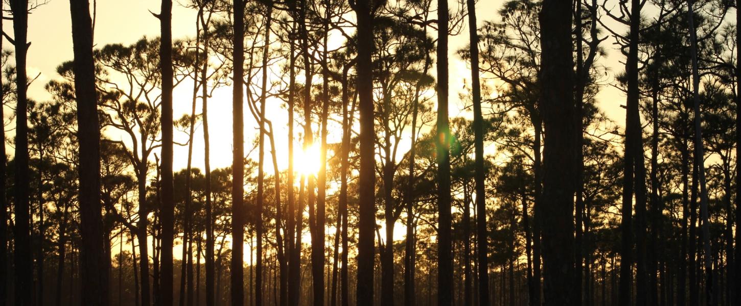 Sunset through pine trees