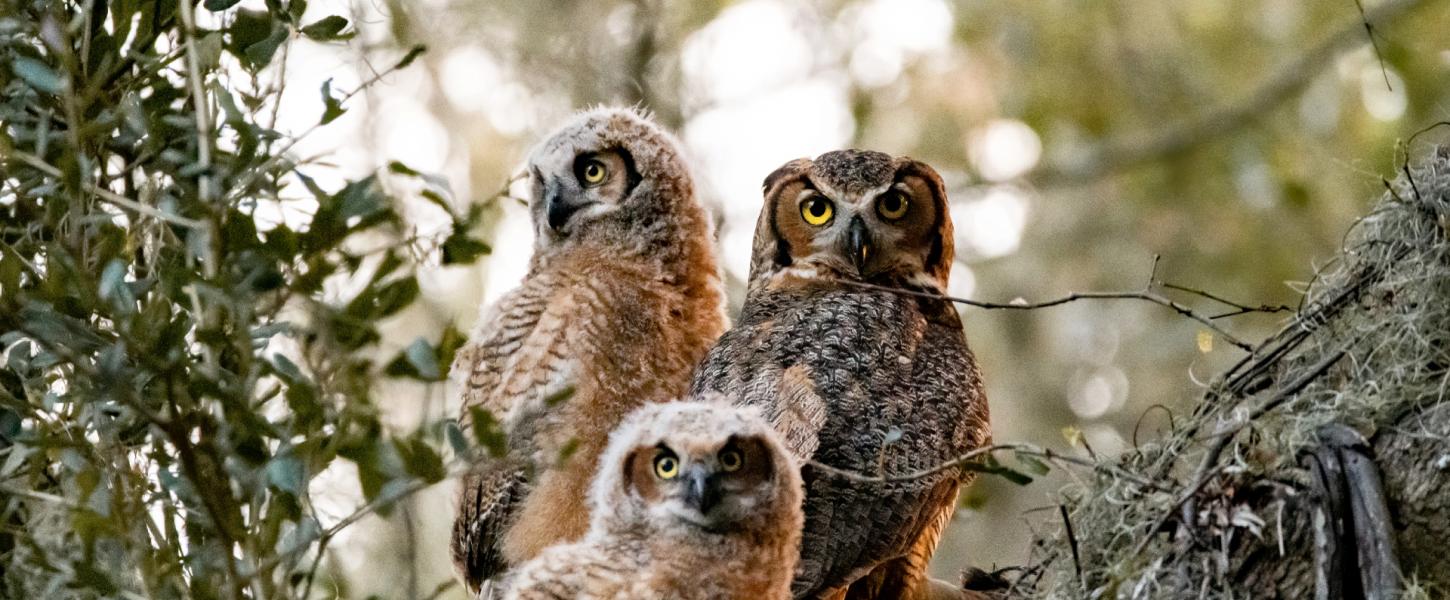 Three Owls. 