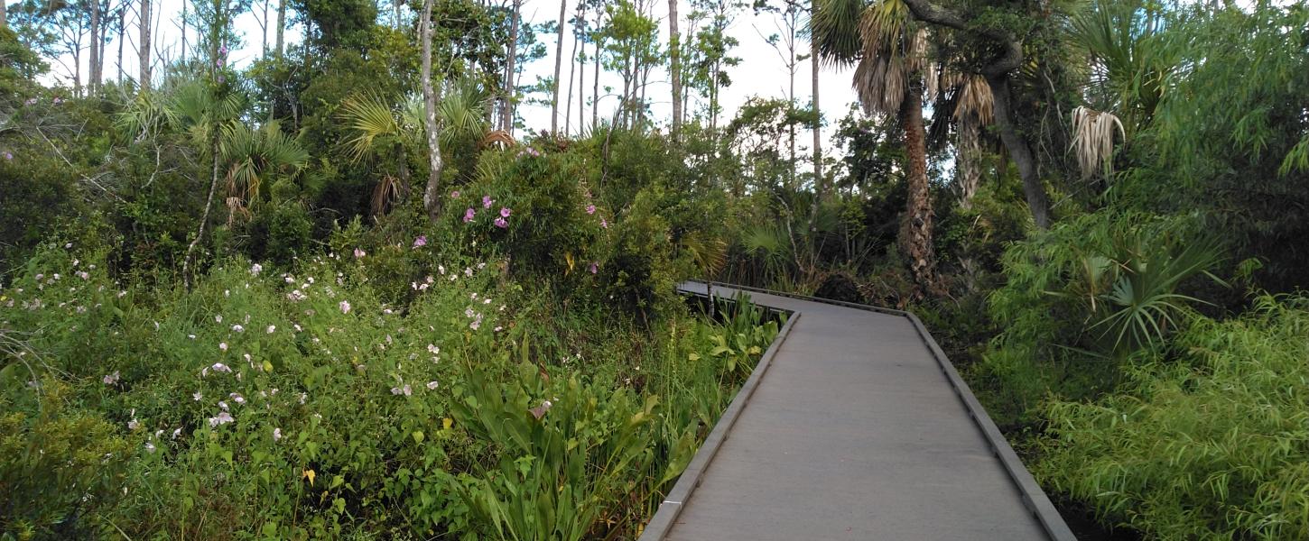 Boardwalk passes through heavily vegetated marsh.  Pink flowers can be seen along the boardwalk.