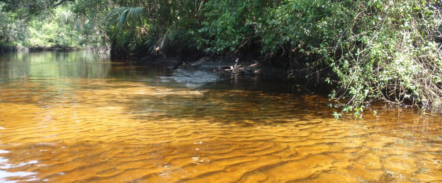 Little Manatee River, a beautiful pristine blackwater stream