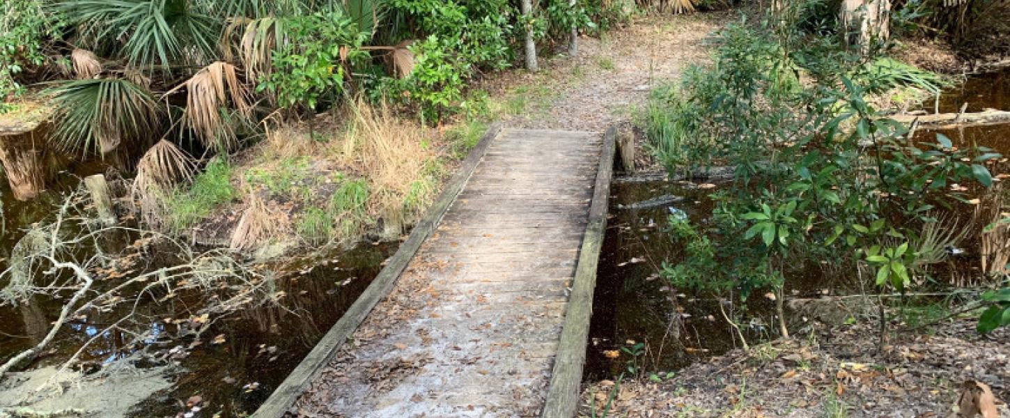 A bridge crosses a small creek, surrounded by saw palmettos and ferns.