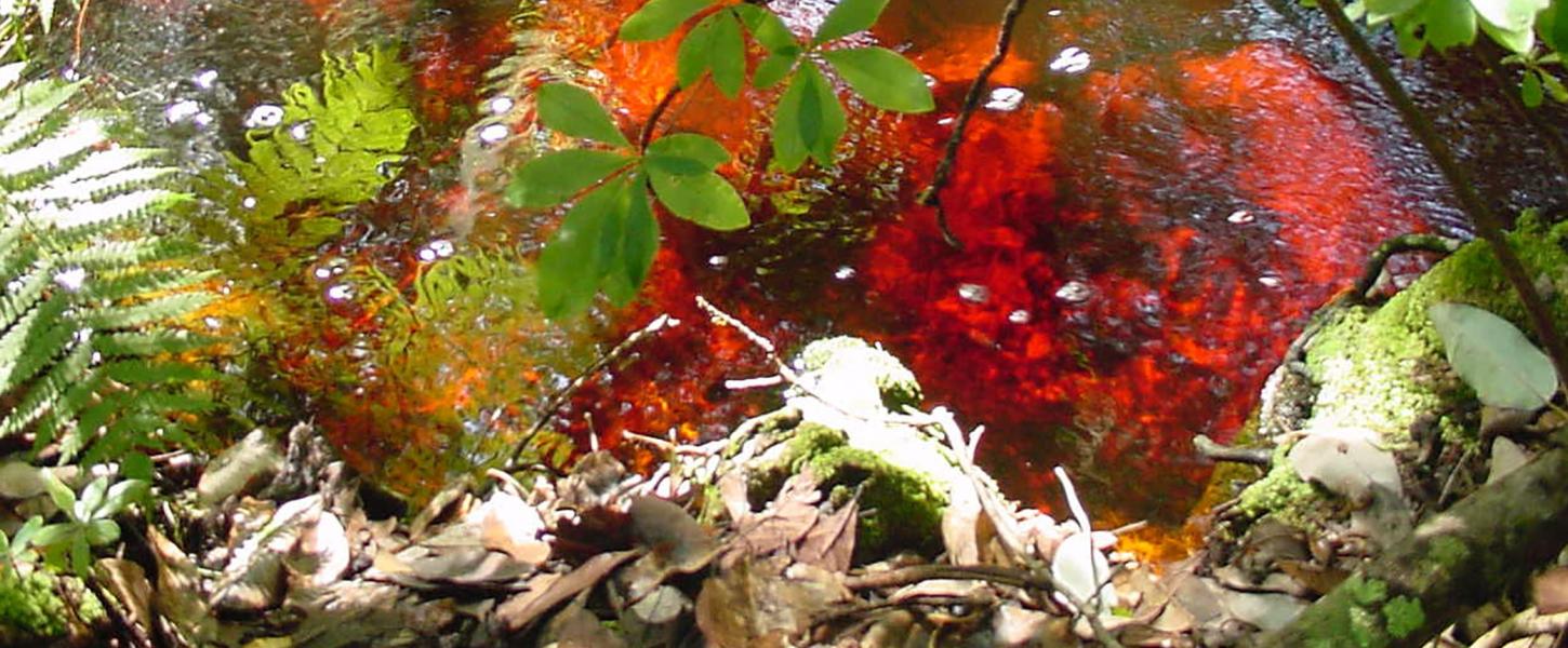 A view of the creek surrounded by lush flowers.