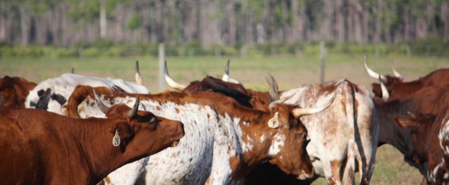 5 Florida Cracker Cows at Lake Kissimmee