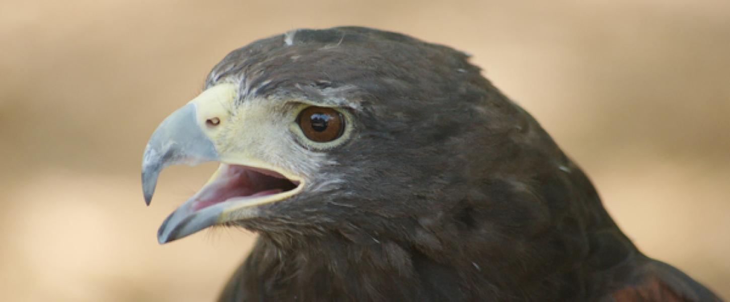 Bird at Lake Talquin