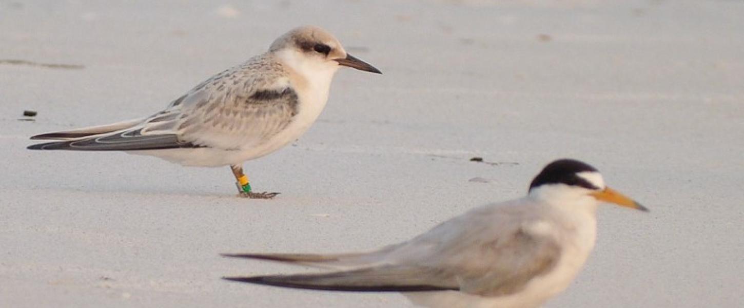 Least tern (bird in the front) seen on the beach with another bird. Photo by David Kandz.