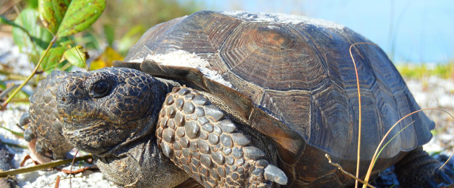 A gopher tortoise sits in the sand near the water.