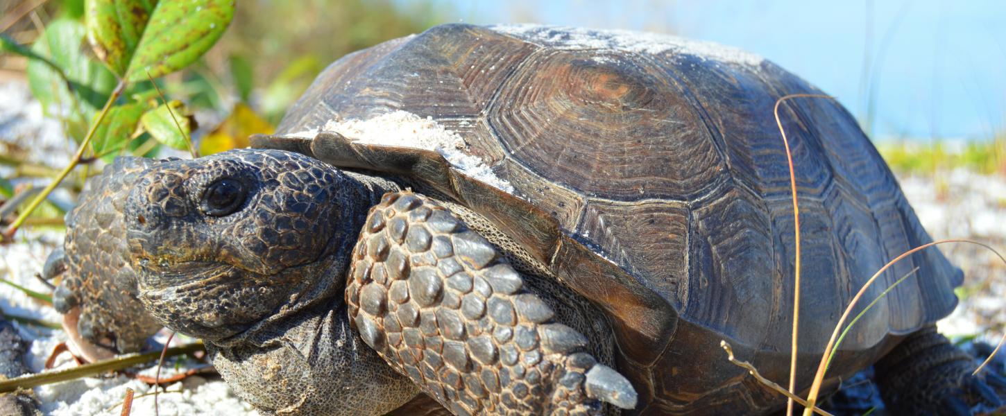 A gopher tortoise sits in the sand near the water. 