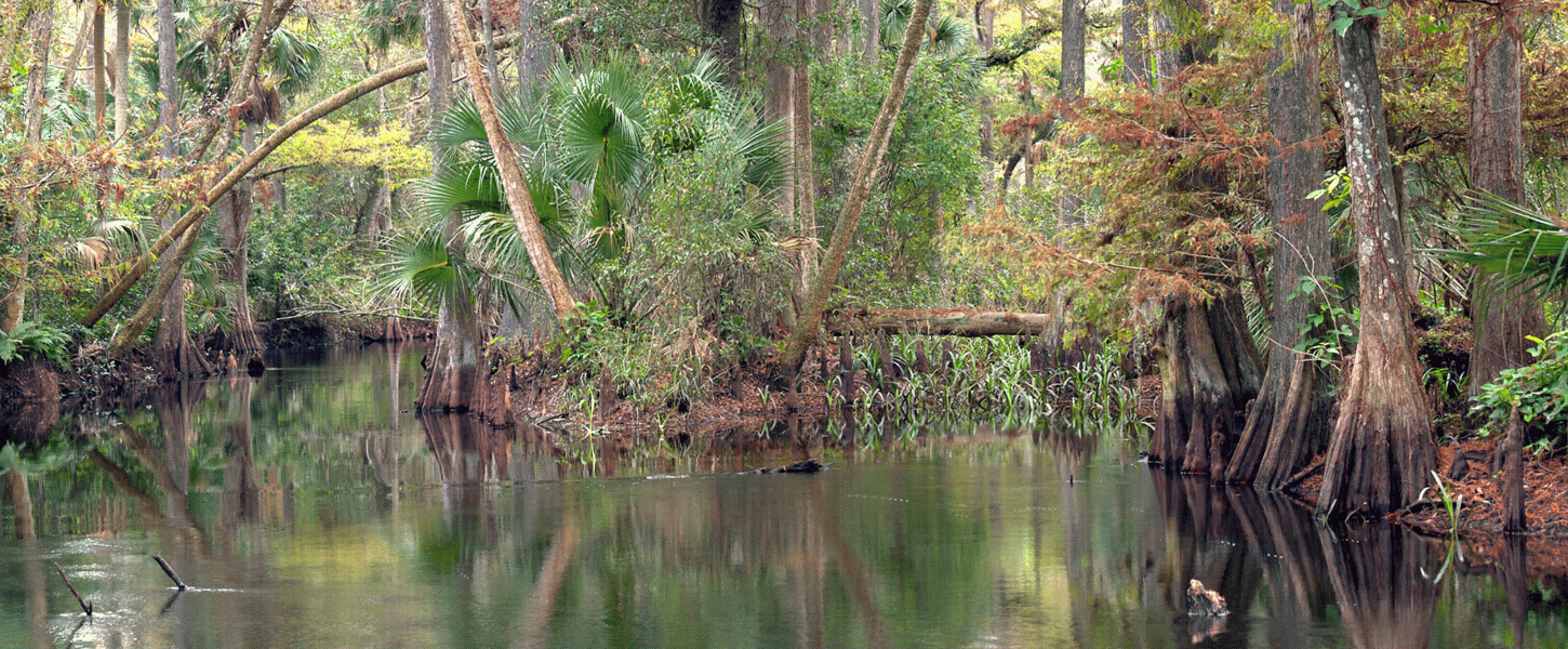 A view of the waters of the Loxahatchee River.