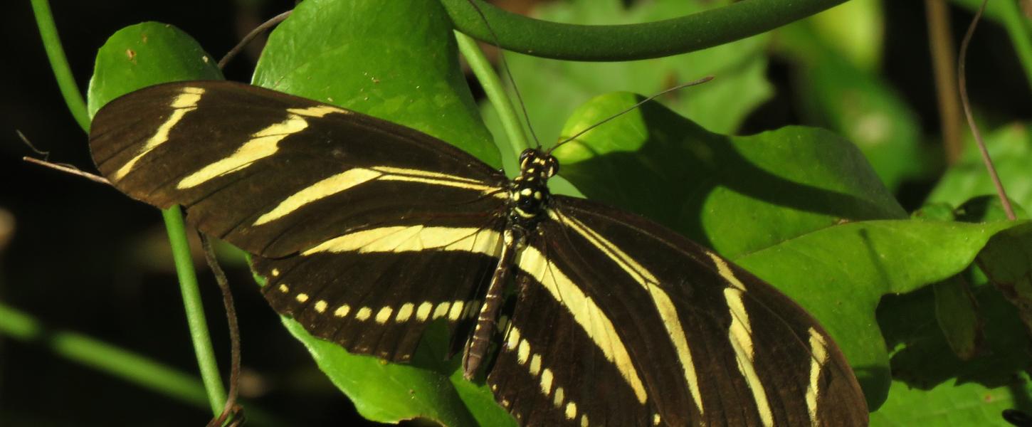 The Zebra heliconian (Heliconius charitonius) is Florida’s state butterfly.