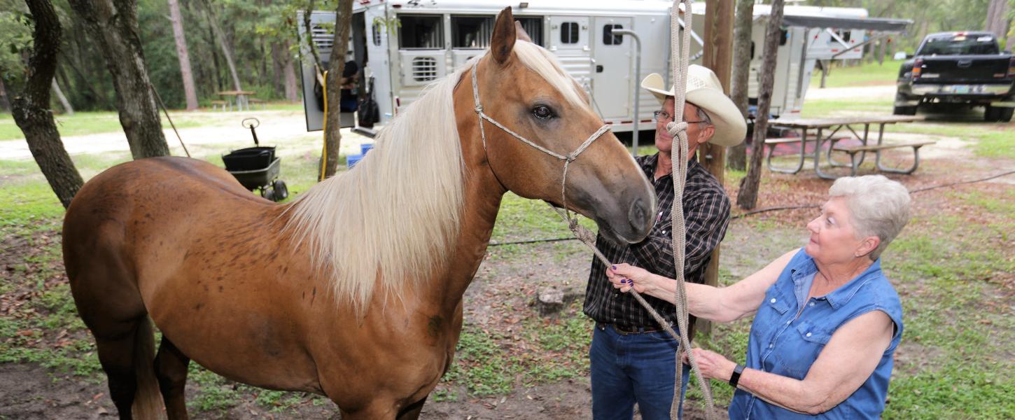 A brown horse with two people at a equestrian site at Cross Florida Greenway 