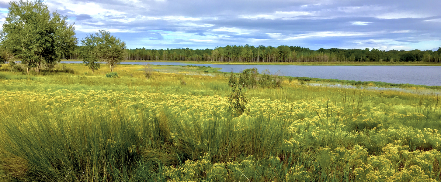 The lake at Mike Roess Gold Head Branch State Park