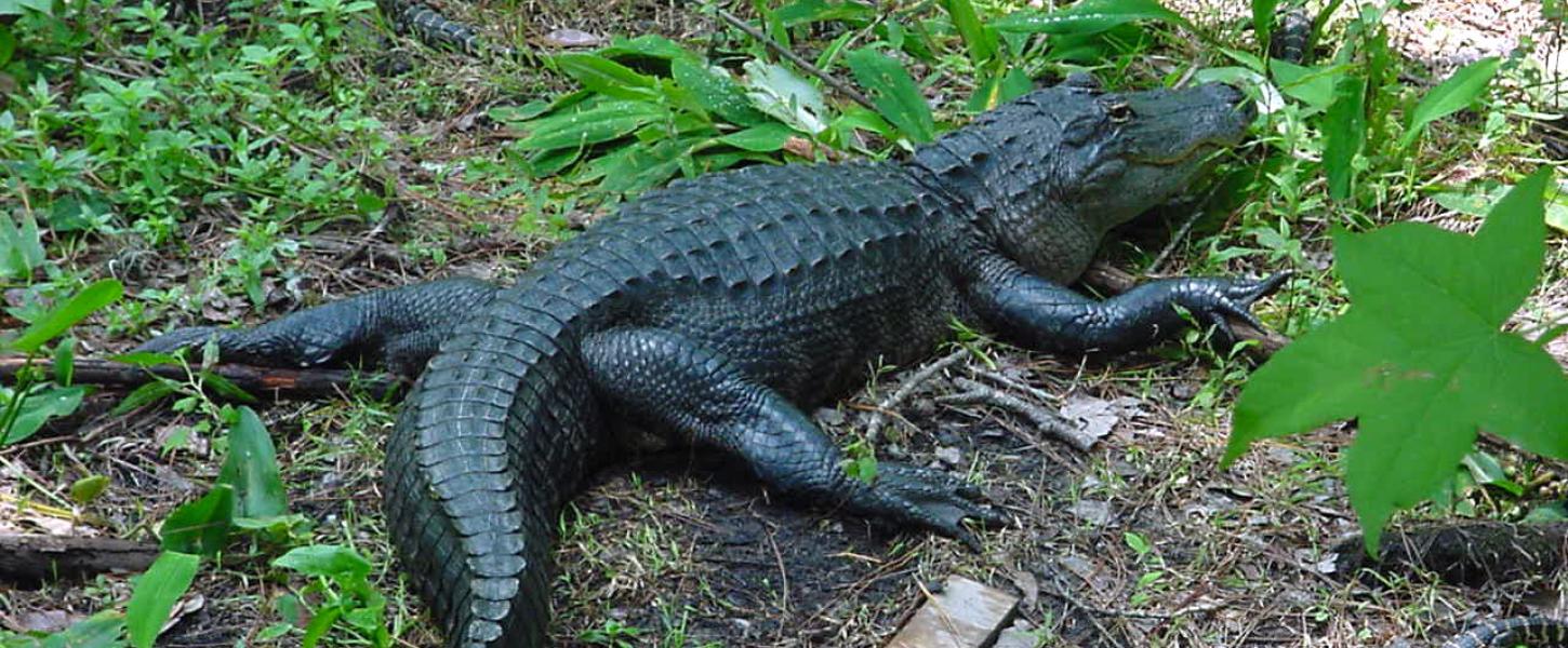 An alligator on the bank.