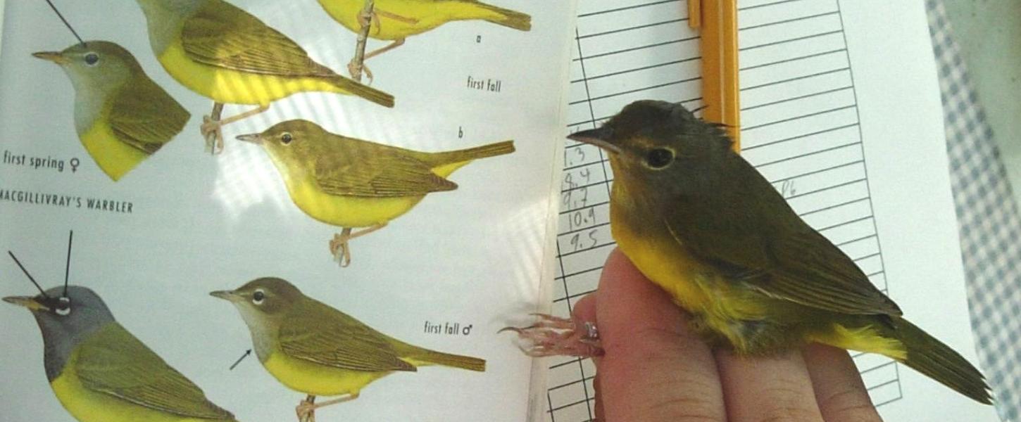 Mourning warbler in the hand.