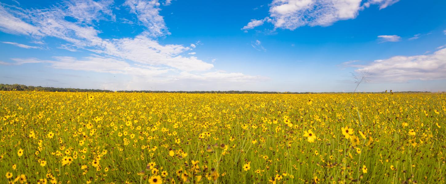A field of yellow wildflowers at Myakka River State Park. 