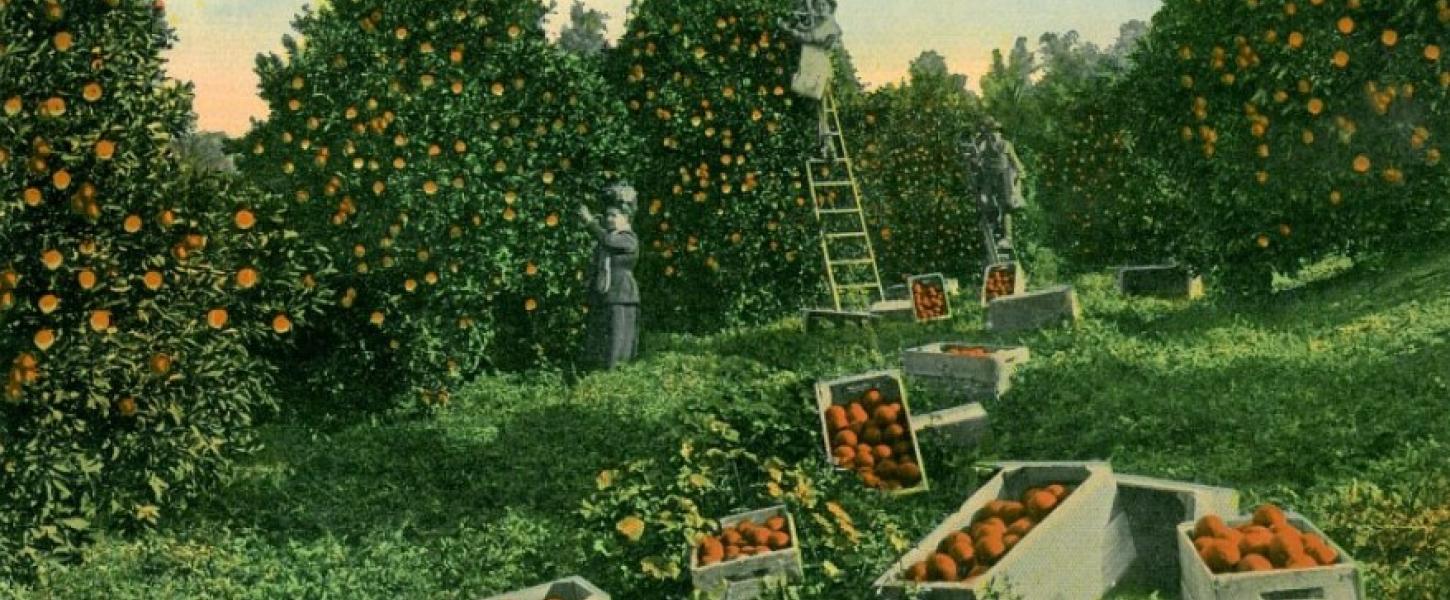 Orange Grove, FL postcard