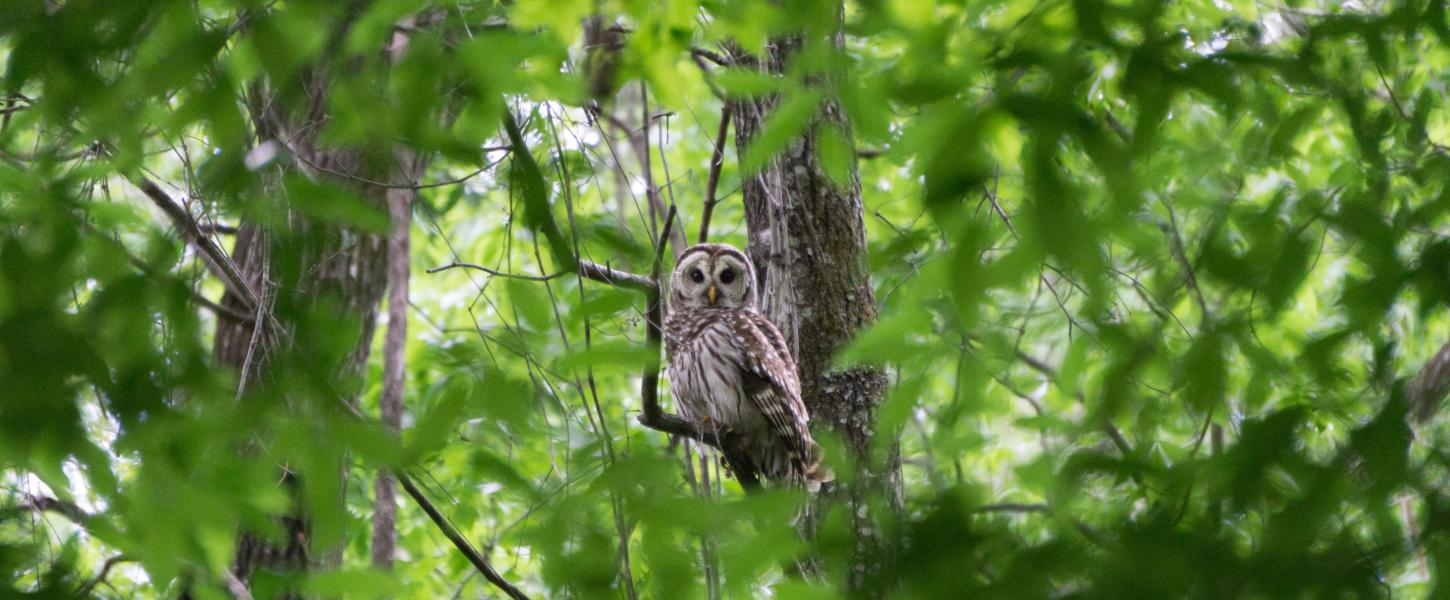 Owl in tree