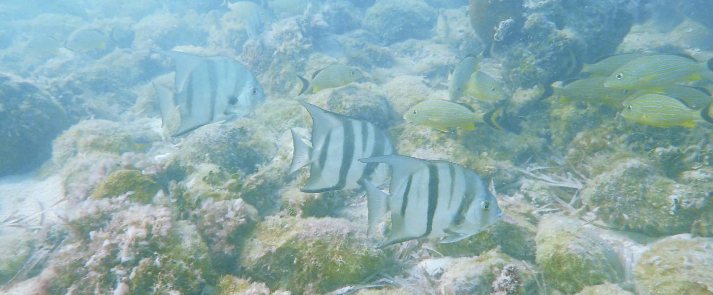 Spadefish at the San Pedro