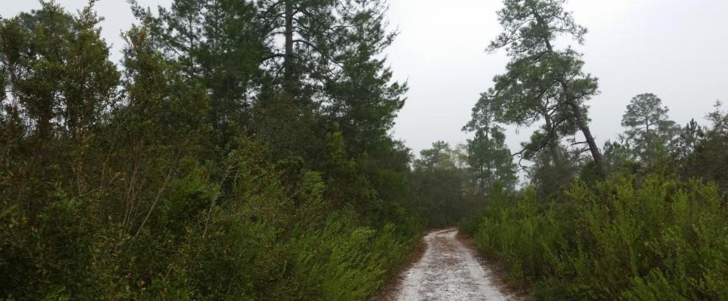 Trail at Price's Scrub State Park