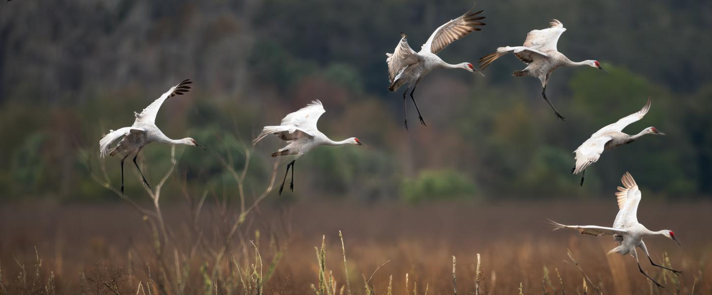 A group of birds landing. 