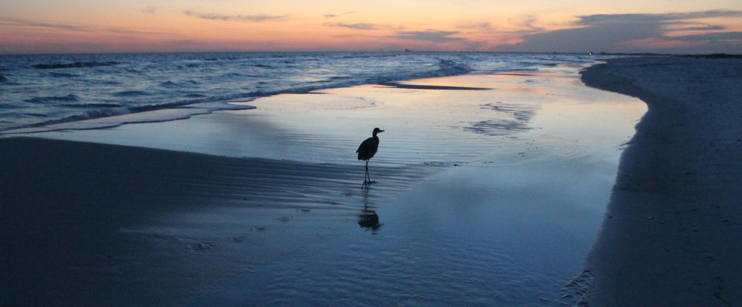 ecosystem, birds, nests, seat oats, dunes, beach