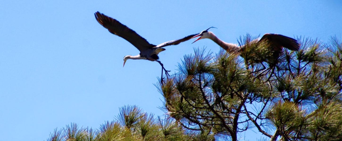 birds, watching, nests, trail, birdwatching