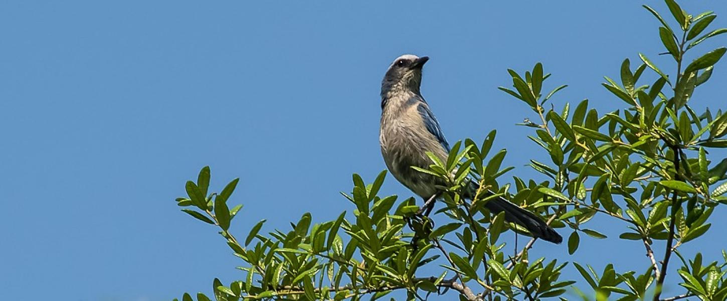 Florida Scrub-Jay on a tree at Blue Spring