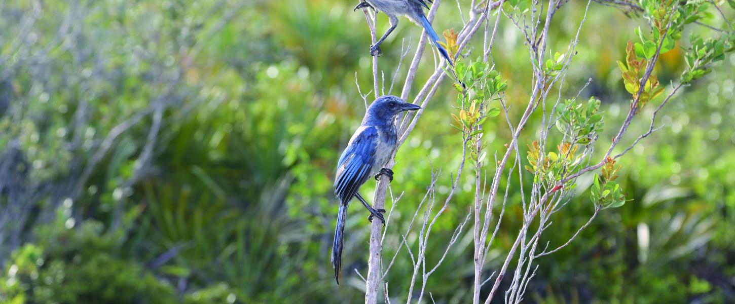 Florida Scrub Jay