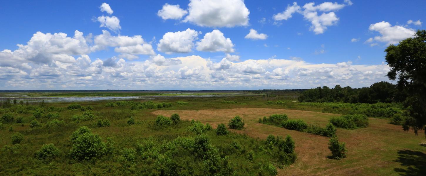 Paynes Prairie looking over Prarie