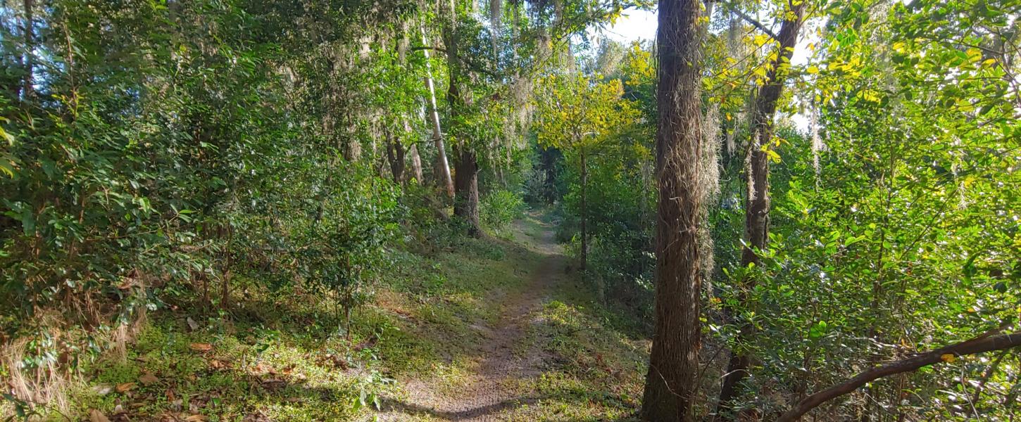 A dirt trail runs through a stand of trees with green leaves. 