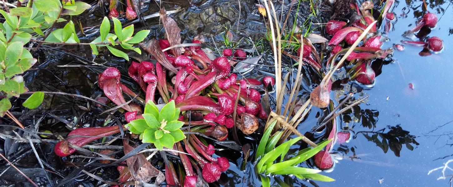 Ecology, Restoration, Coastal Dune Lakes, Pitcher Plants, Orchids