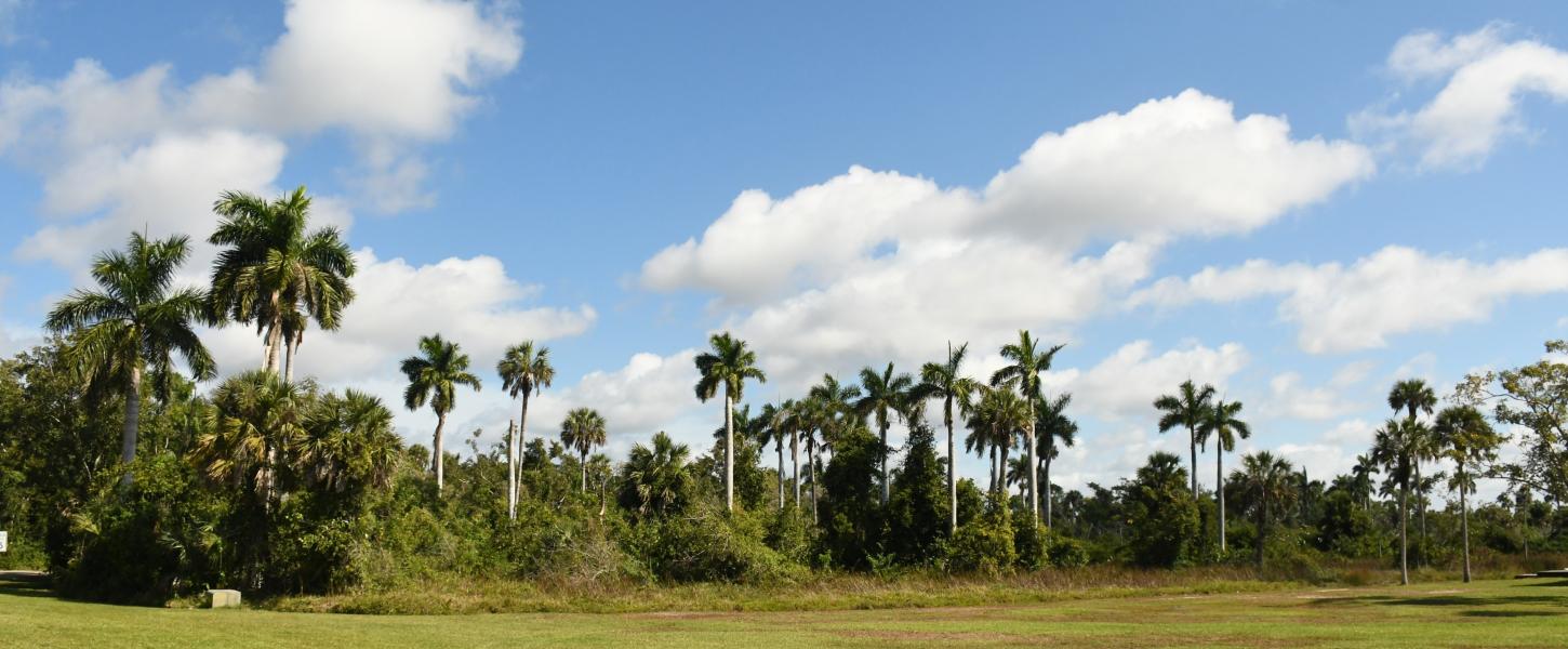 Group of royal palm trees, green grass, blue sky with puffy white clouds on a sunny day.