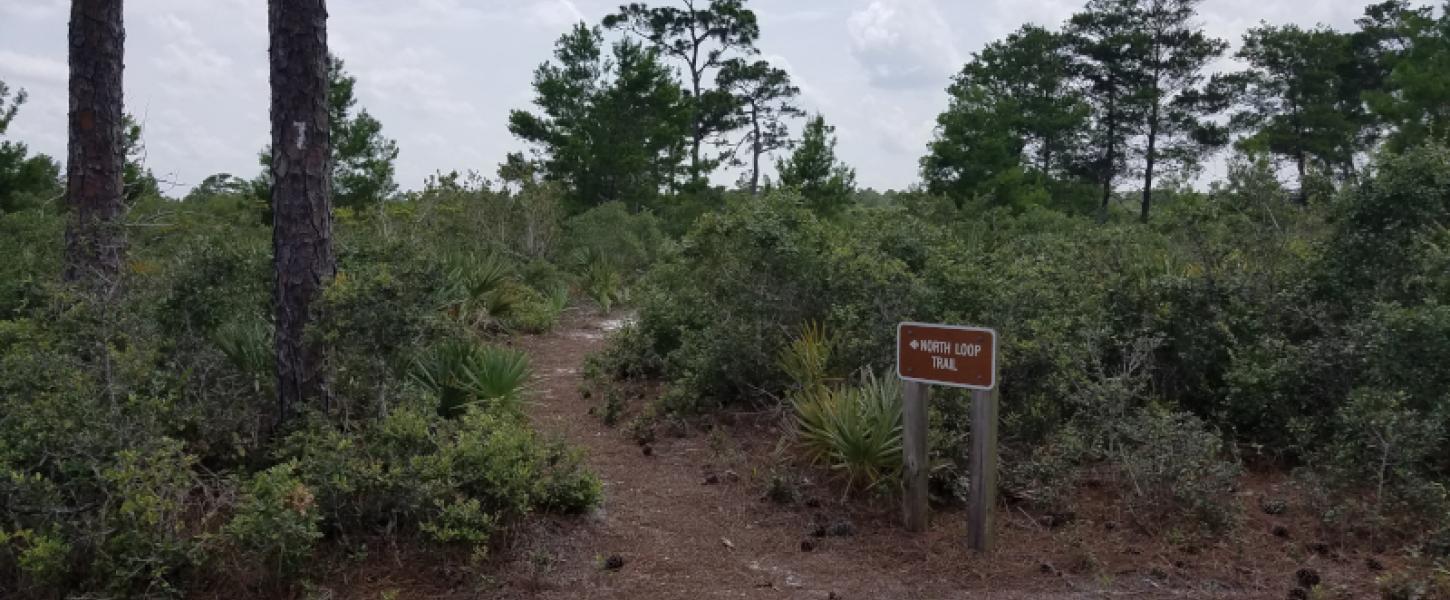 Seabranch Preserve State Park Sand Pine Scrub