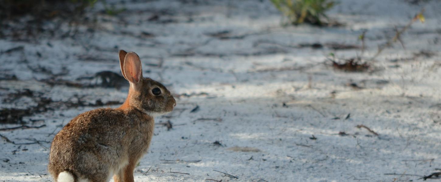 Seabranch Preserve Bunny