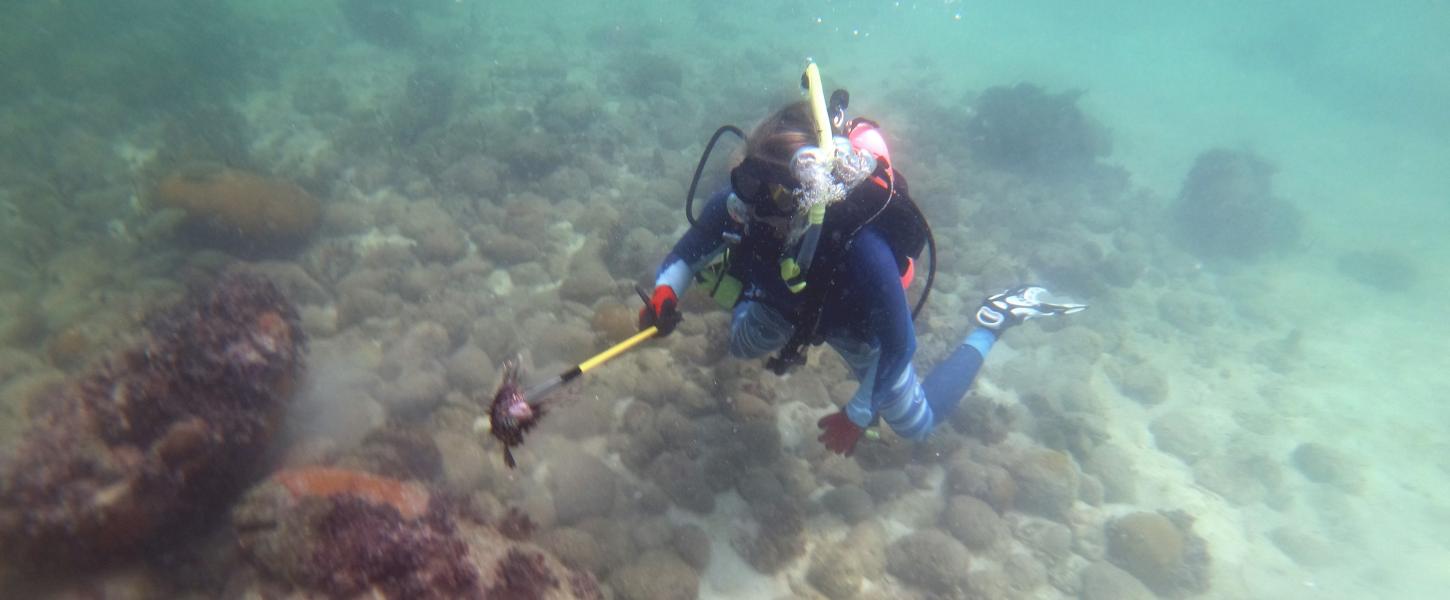 A scuba diver (Melissa Boyle) working underwater on a low reef.