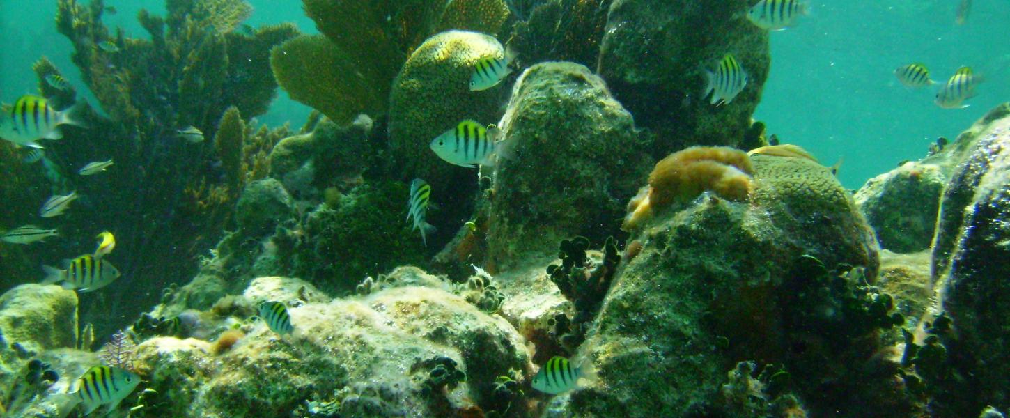 An underwater view of the sergeant major.