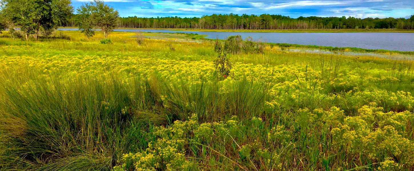 Scenic view of golden rod by Big Lake Johnson at Gold Head Branch