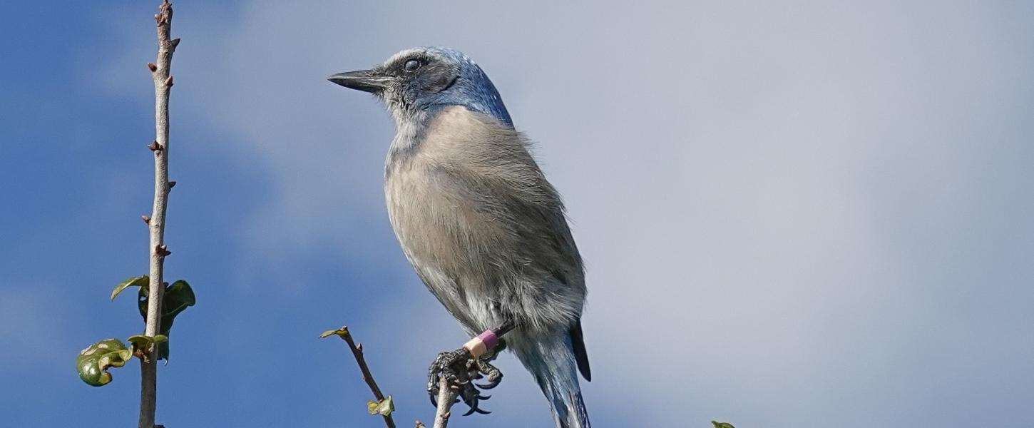 Sunday Scrub Jay Walk Florida State Parks Sunday Scrub Jay Walk Florida State Parks